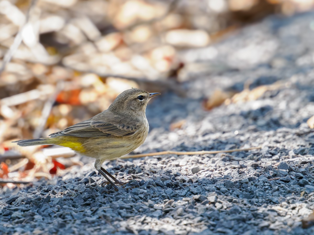 Palm Warbler - ML641910280