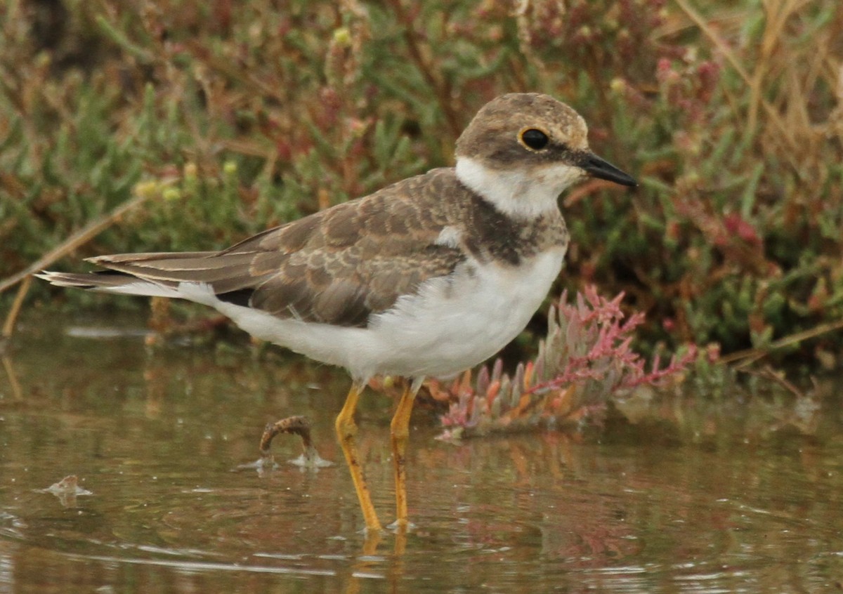 Common Ringed Plover - ML641910281