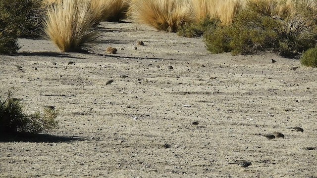 Ash-breasted Sierra Finch - ML641910282