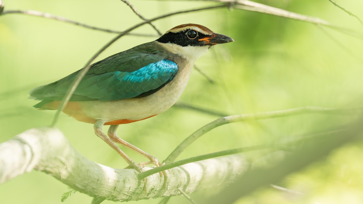 Fairy Pitta - ML641910283