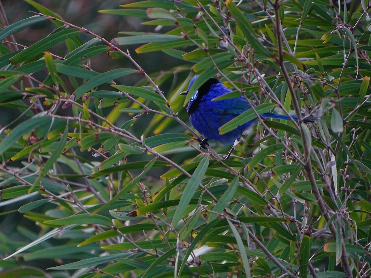 Splendid Fairywren - ML641910284