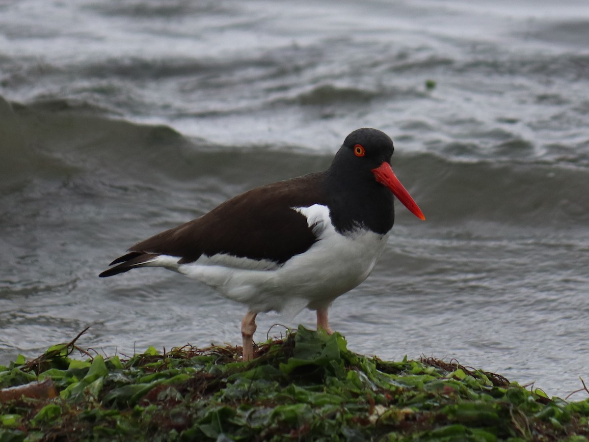 American Oystercatcher - ML641910285