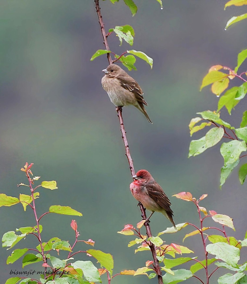 Common Rosefinch - ML641910286