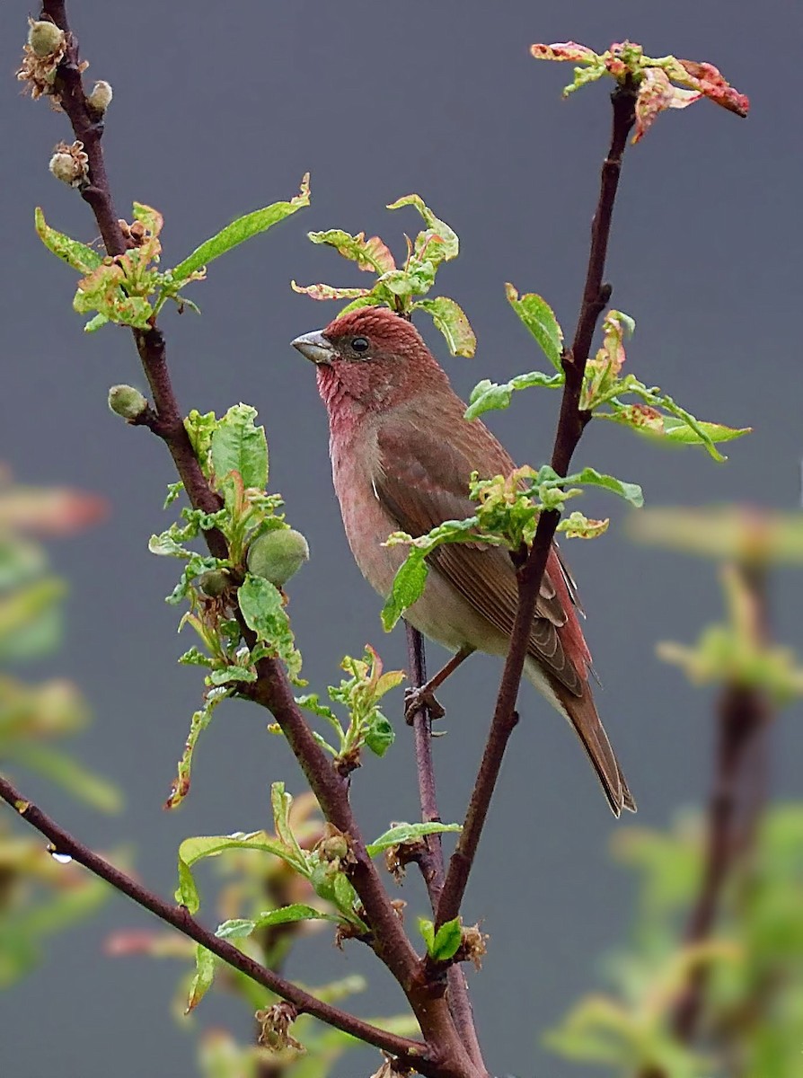 Common Rosefinch - ML641910287