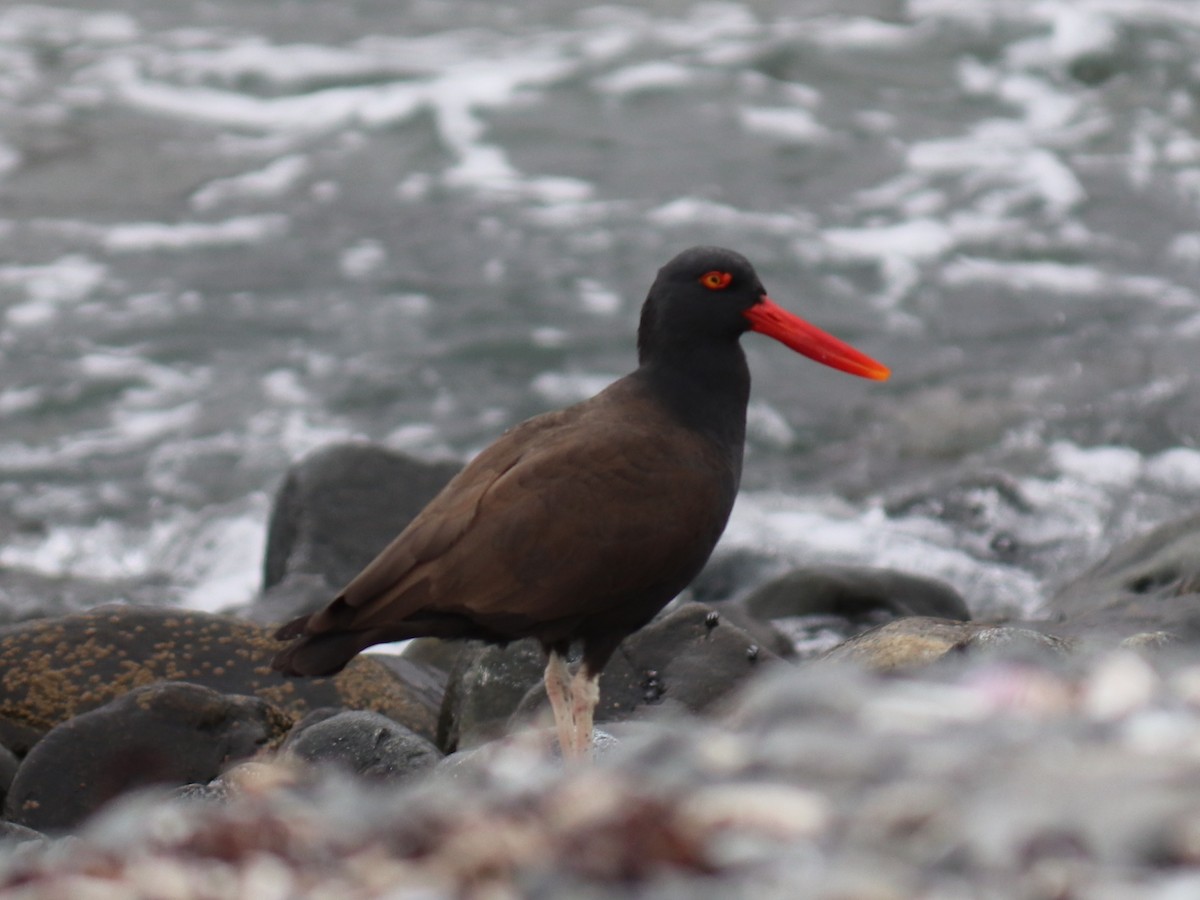 Blackish Oystercatcher - ML641910288