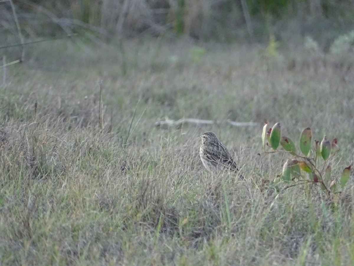 Australian Pipit - ML641910290
