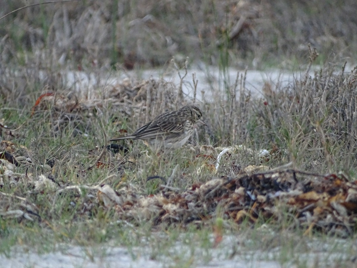 Australian Pipit - ML641910291