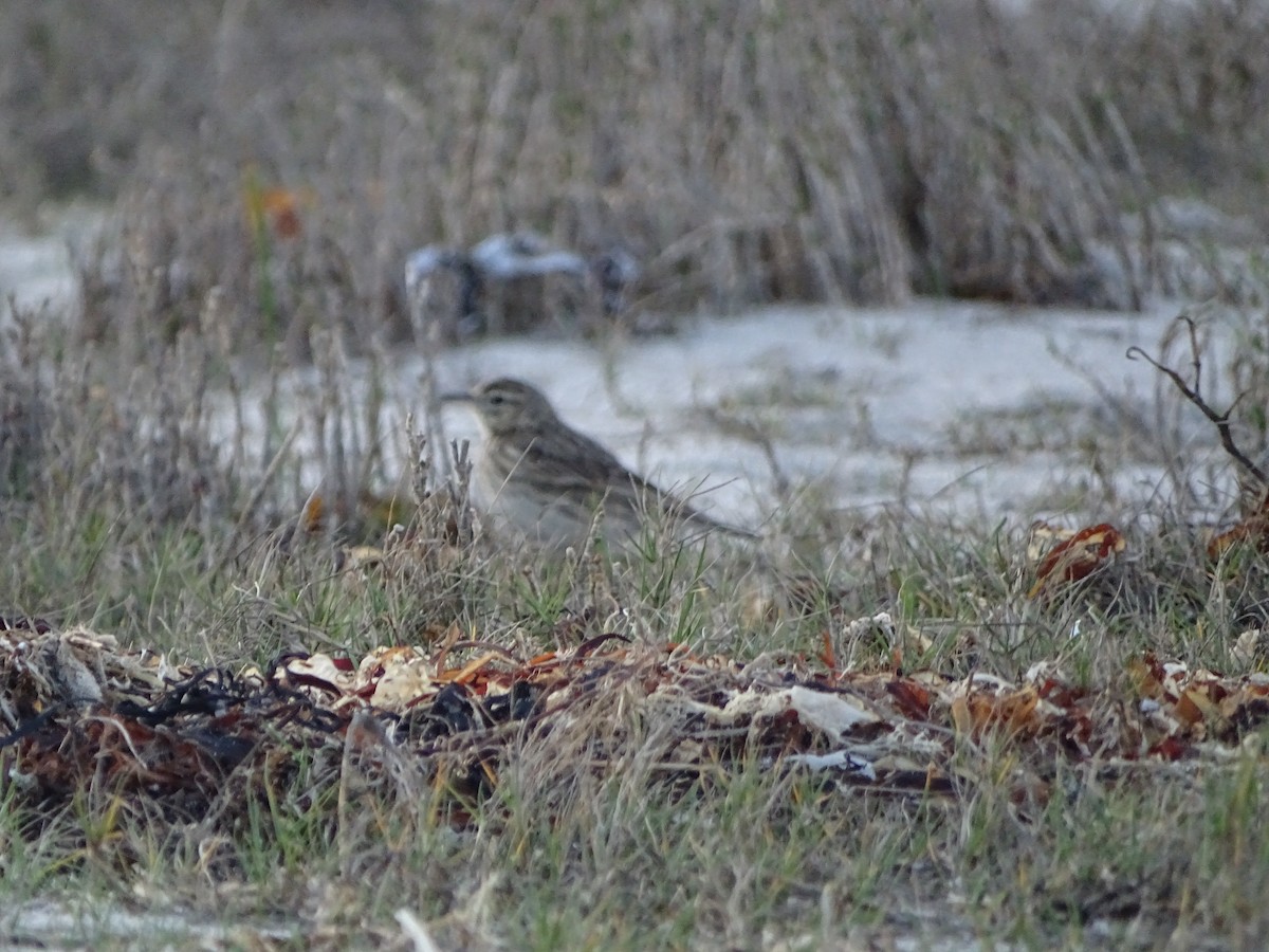 Australian Pipit - ML641910292
