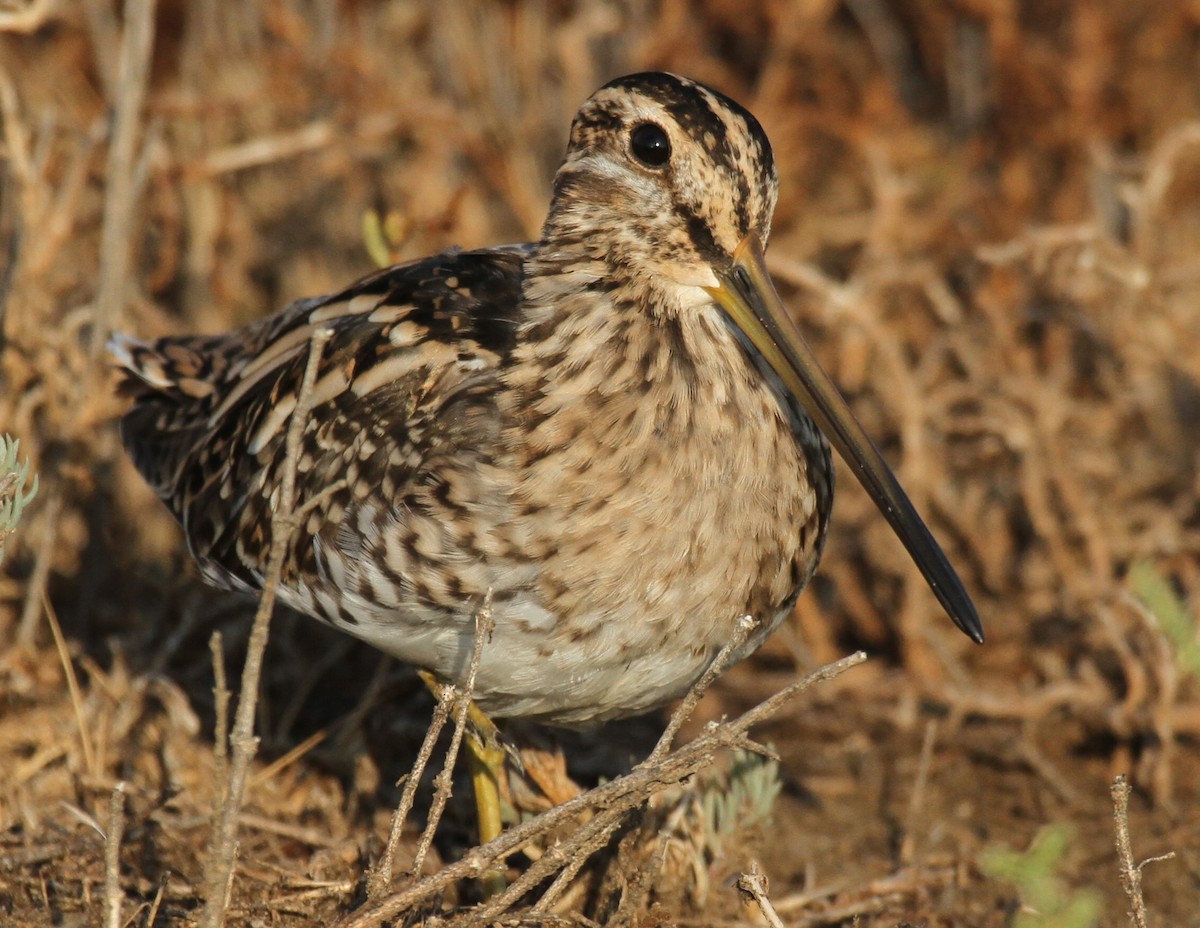 Common Snipe - ML641910297