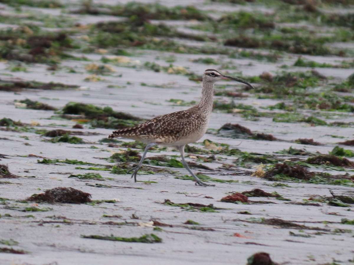 Whimbrel - ML641910299