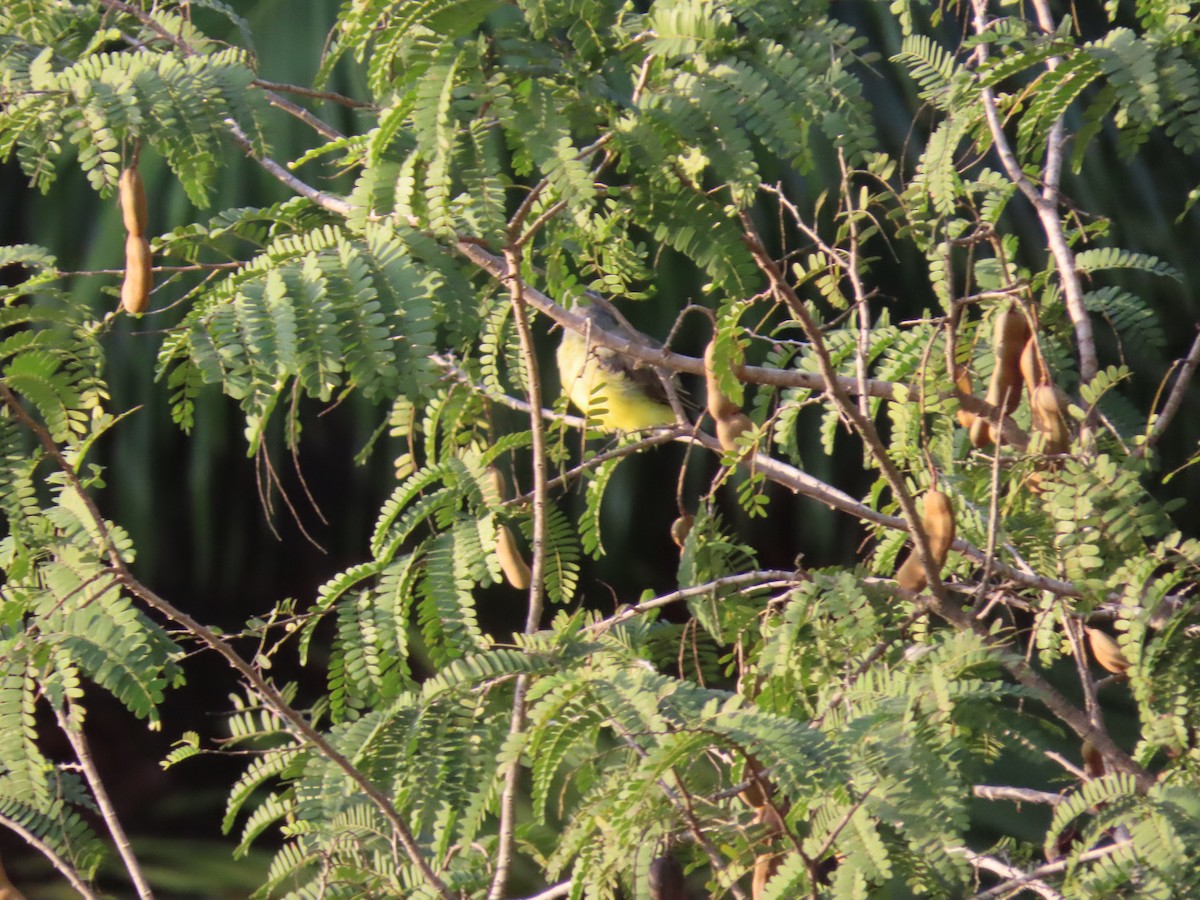 Tropical Kingbird - ML641910300