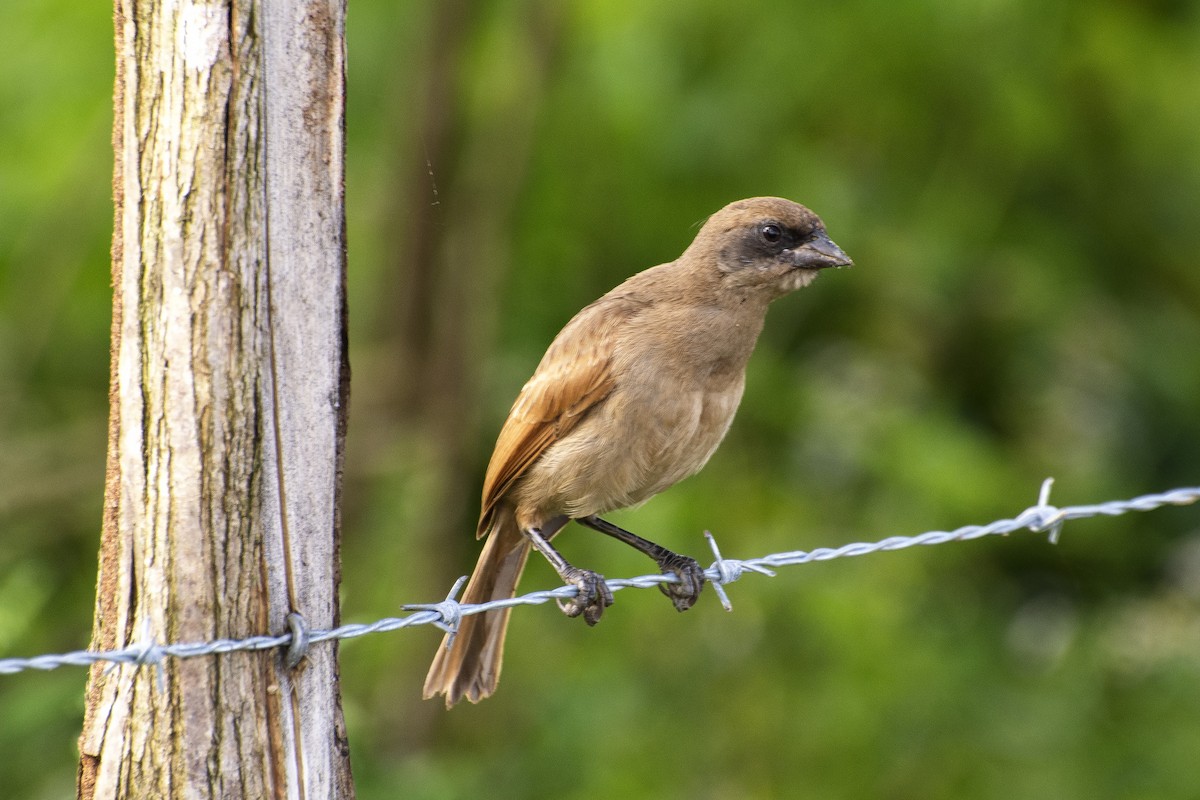 Pale Baywing - ML641910301
