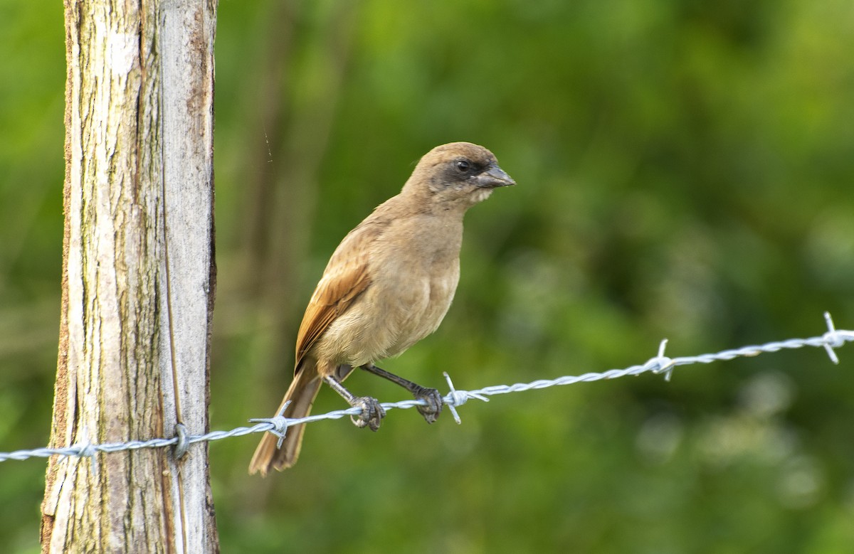 Pale Baywing - ML641910302