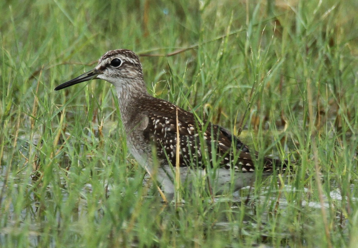 Wood Sandpiper - ML641910303