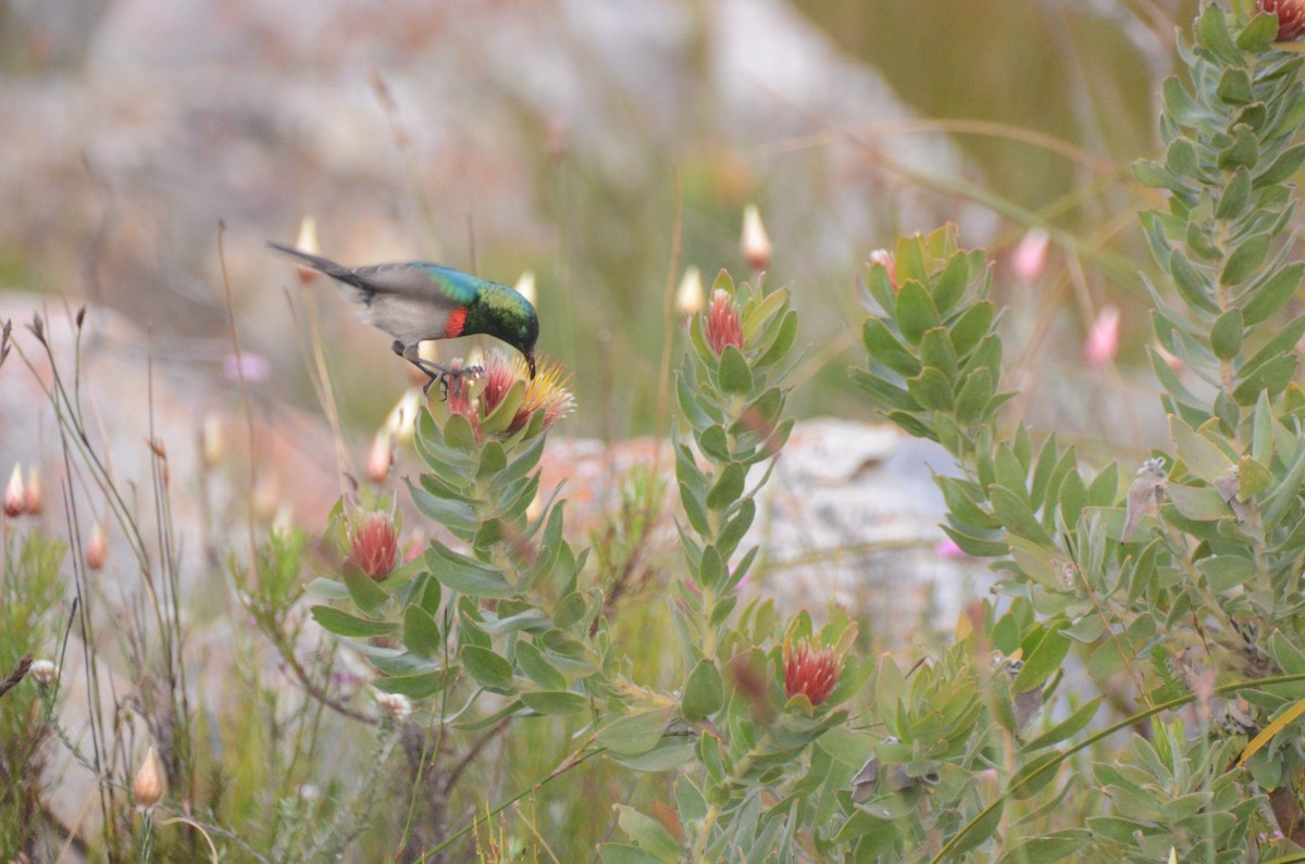 Southern Double-collared Sunbird - ML641910304