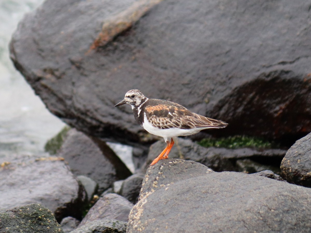 Ruddy Turnstone - ML641910305