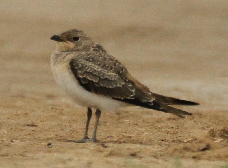Collared Pratincole - ML641910306