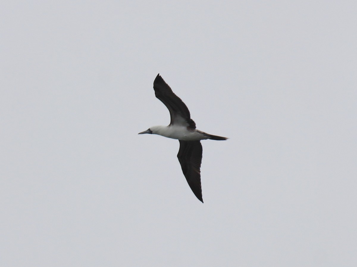 Peruvian Booby - ML641910310