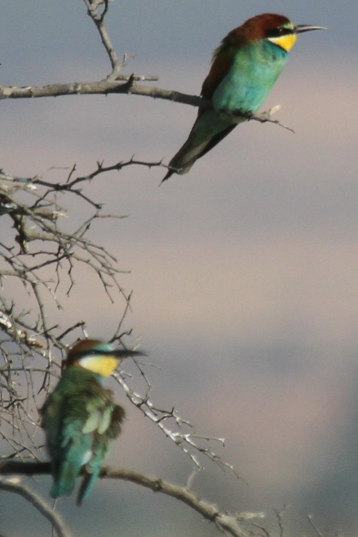 European Bee-eater - ML641910321