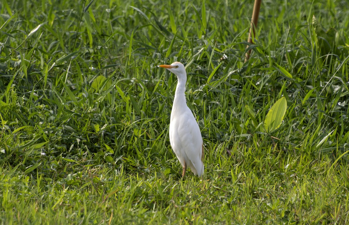 Western Cattle-Egret - ML641910323