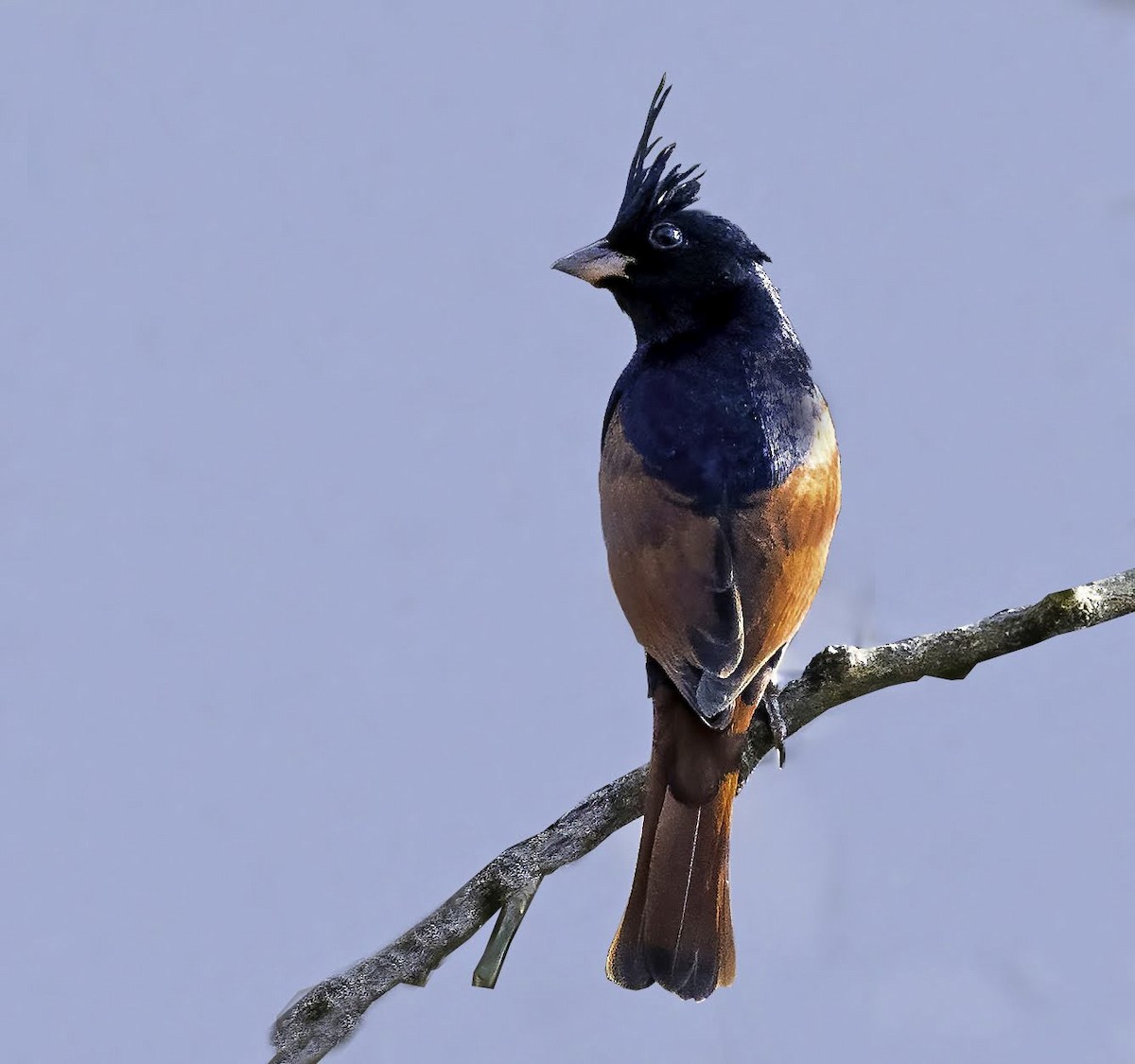 Crested Bunting - ML641910330