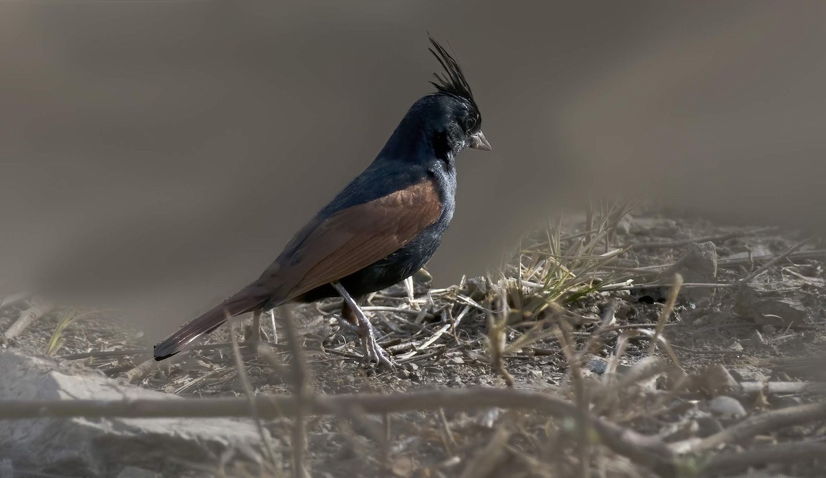 Crested Bunting - ML641910331