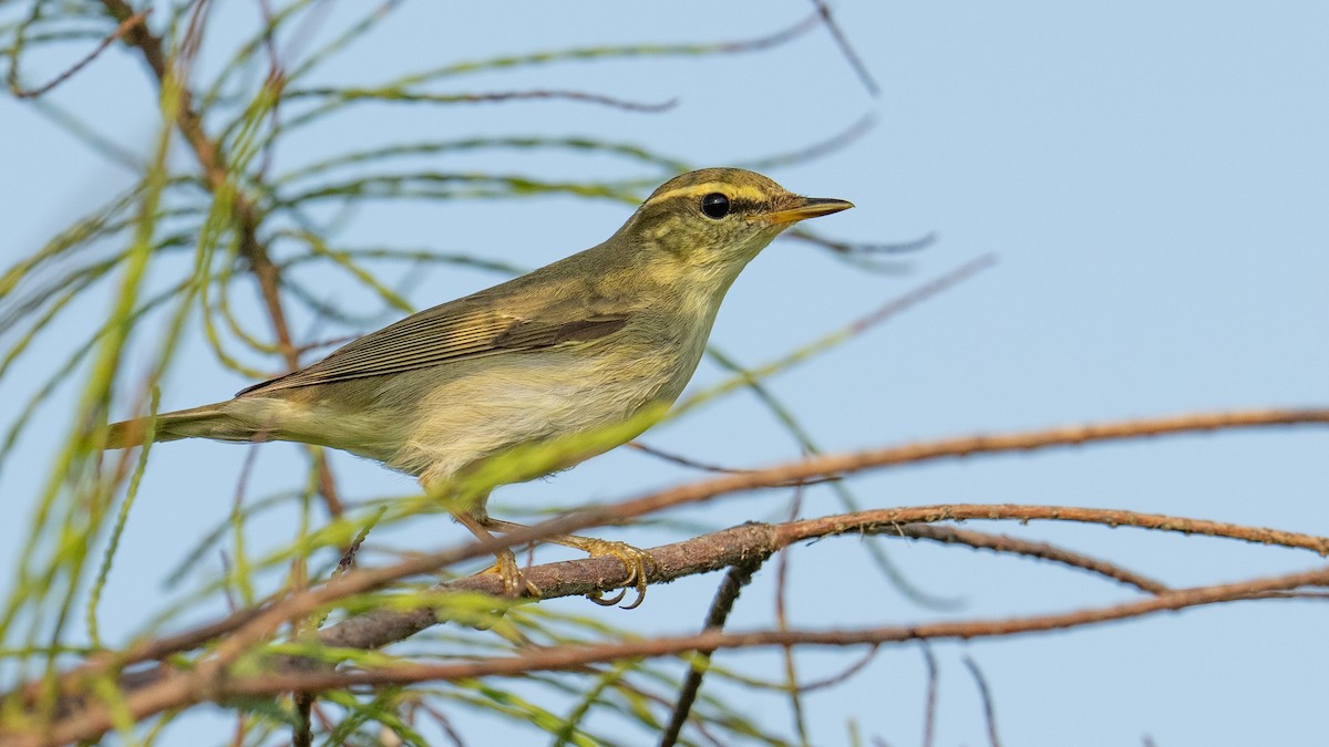 Arctic/Kamchatka Leaf Warbler - ML641910332
