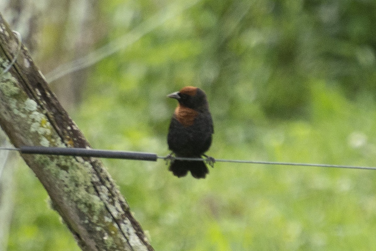 Chestnut-capped Blackbird - ML641910337
