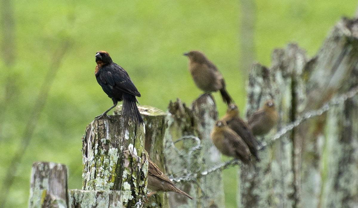 Chestnut-capped Blackbird - ML641910339