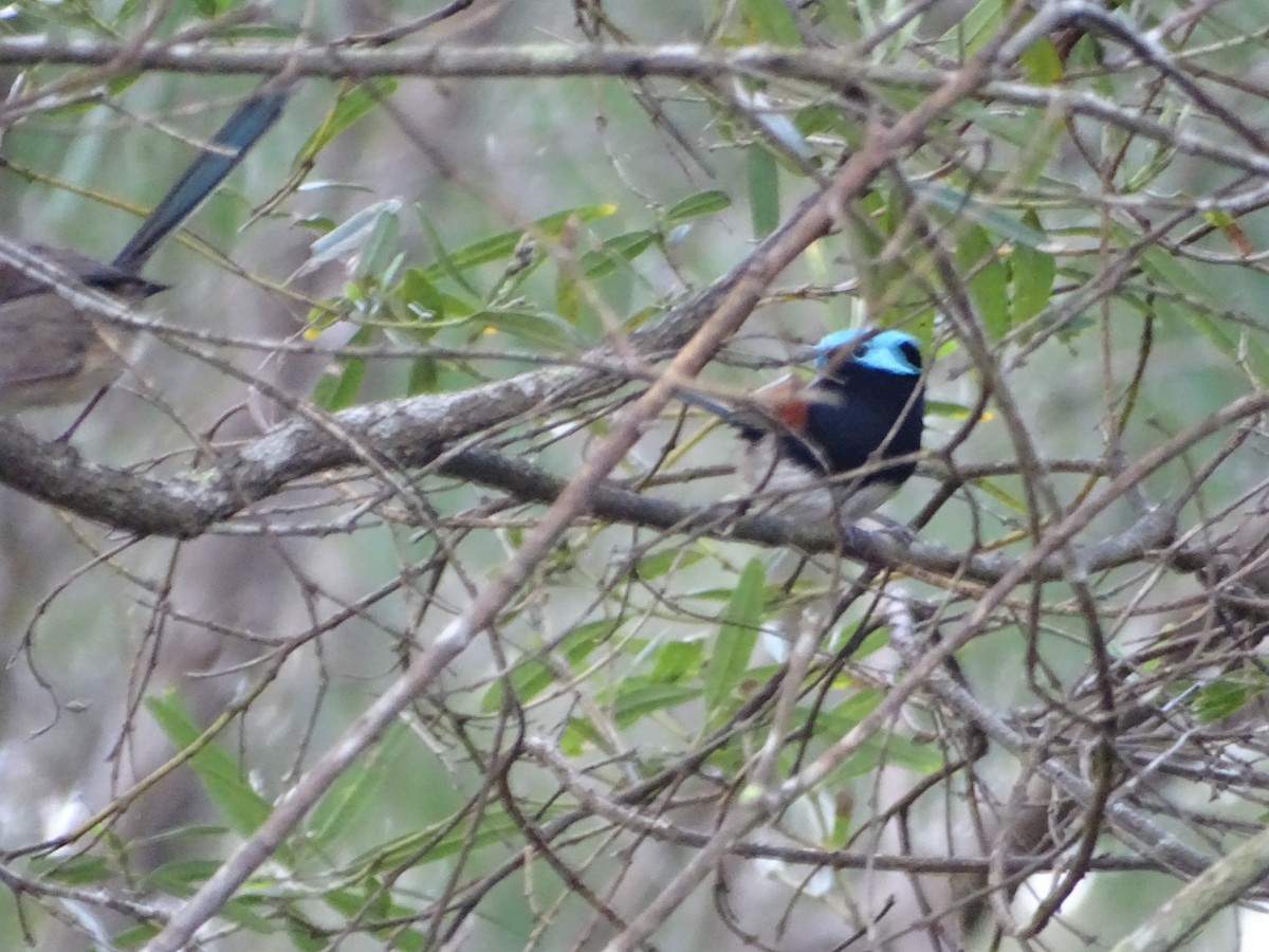 Red-winged Fairywren - ML641910341