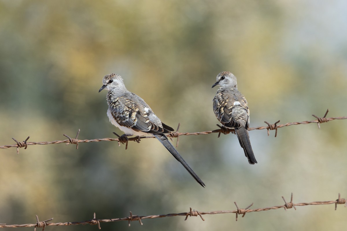 Namaqua Dove - ML641910346