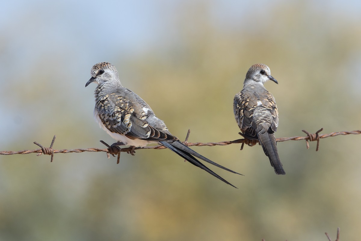 Namaqua Dove - ML641910347