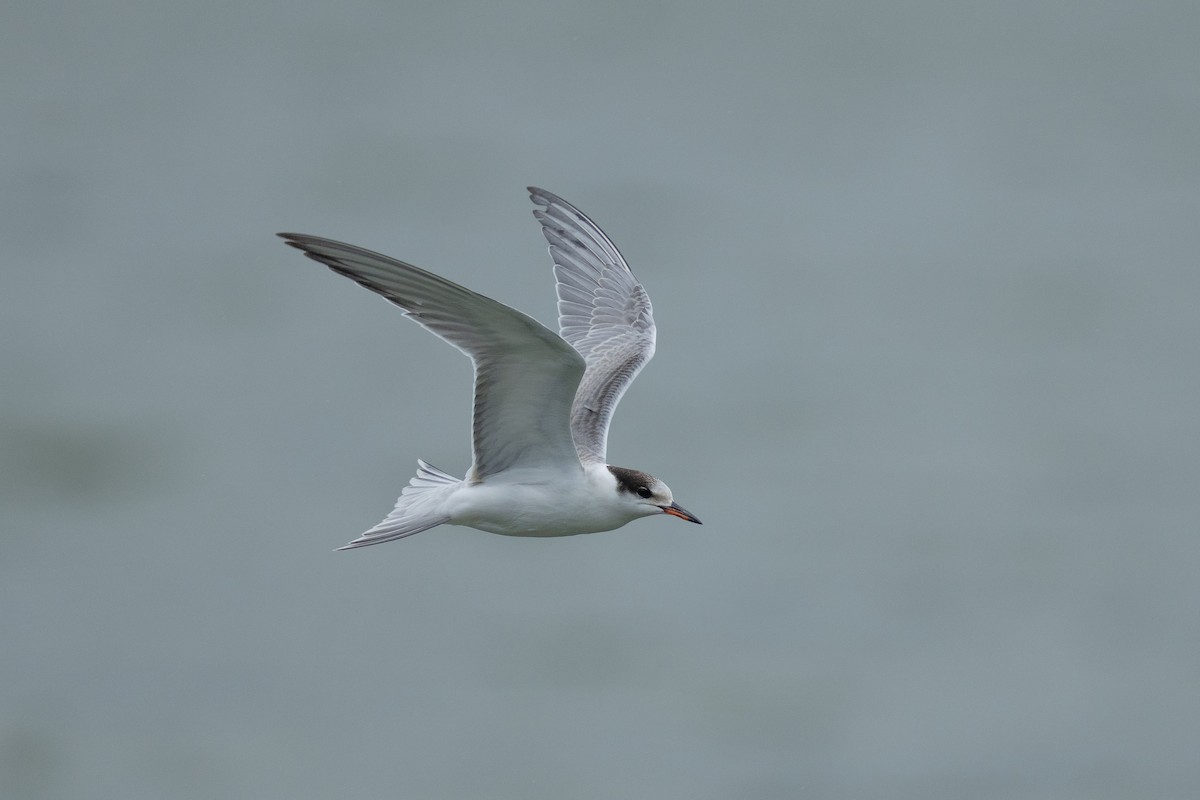 Common Tern - ML641910352