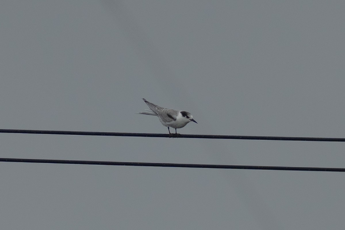 Common Tern - ML641910366
