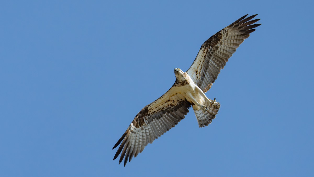ミサゴ（haliaetus） - ML641910376