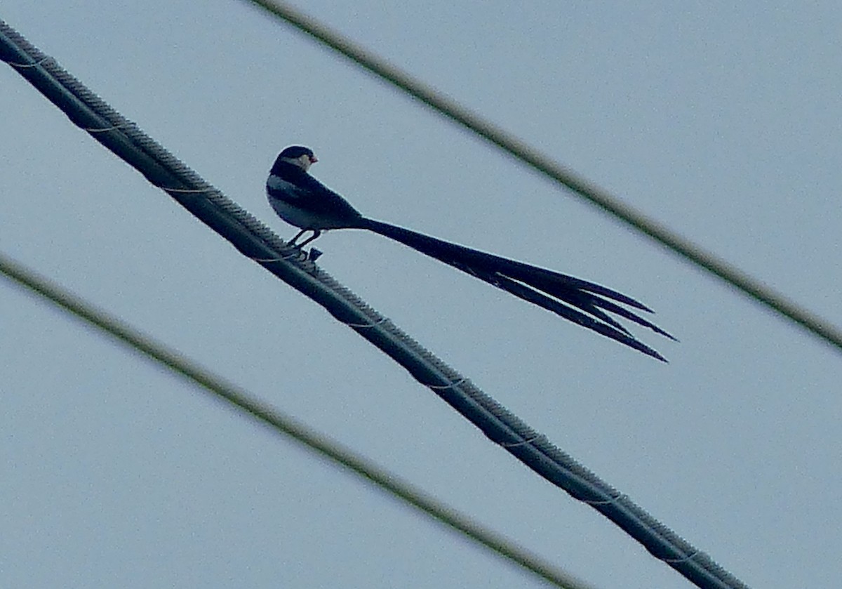 Pin-tailed Whydah - ML641910410