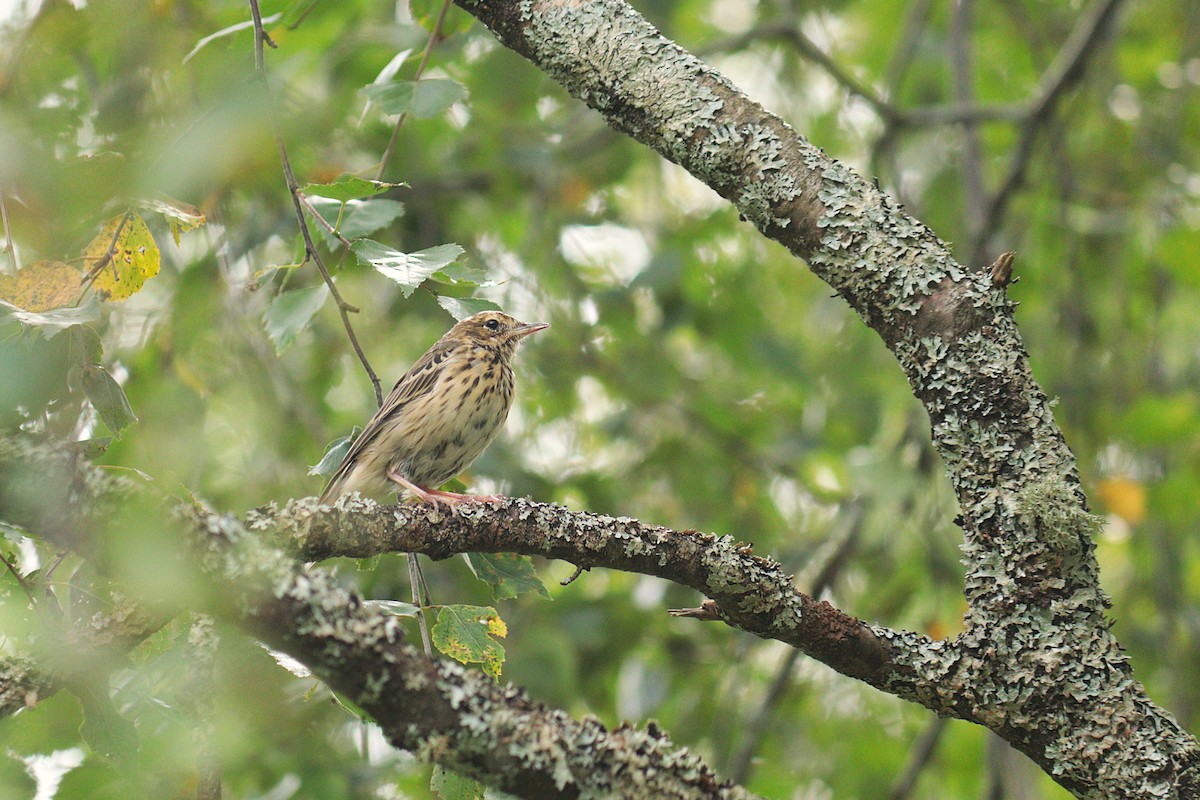 Tree Pipit - ML641910419