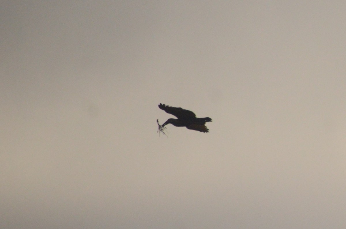Hamerkop - ML641910420