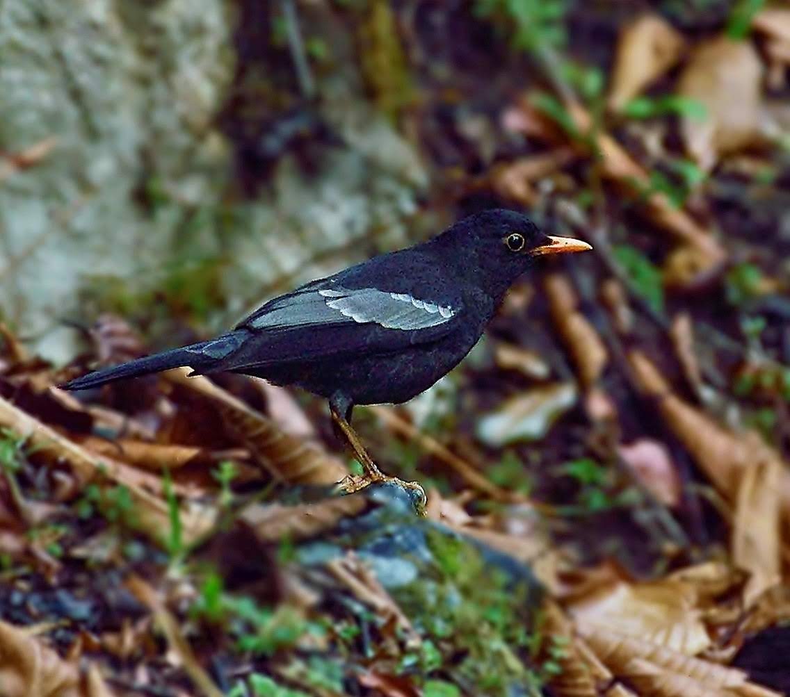 Gray-winged Blackbird - ML641910435