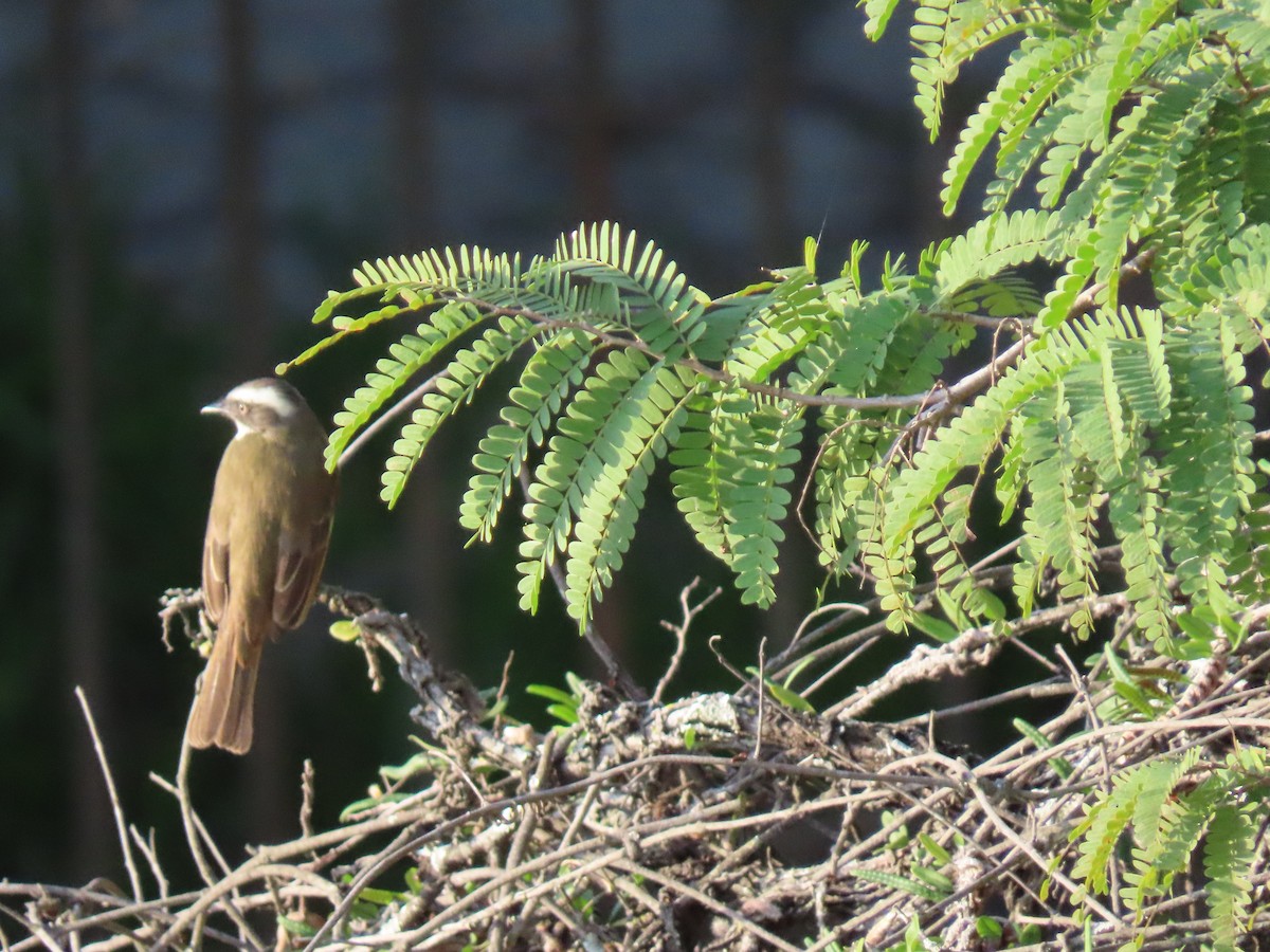 Social Flycatcher - ML641910442