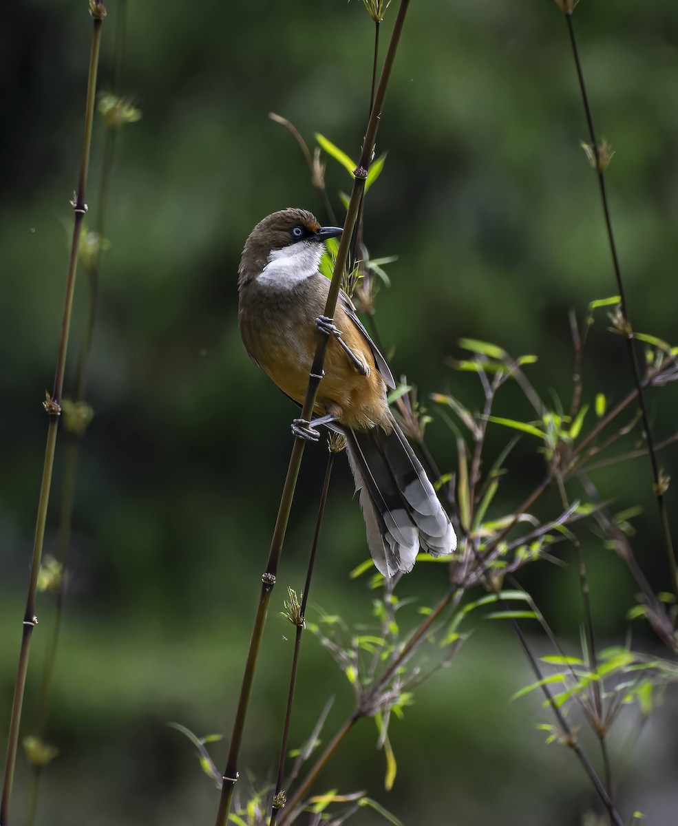 White-throated Laughingthrush - ML641910443