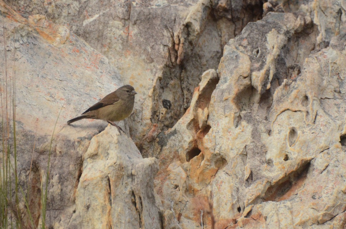 Cape Siskin - ML641910463