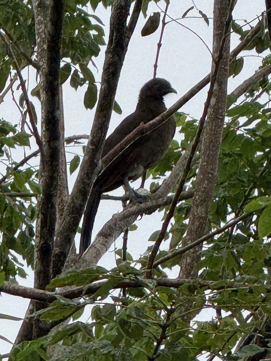 Gray-headed Chachalaca - ML641910464