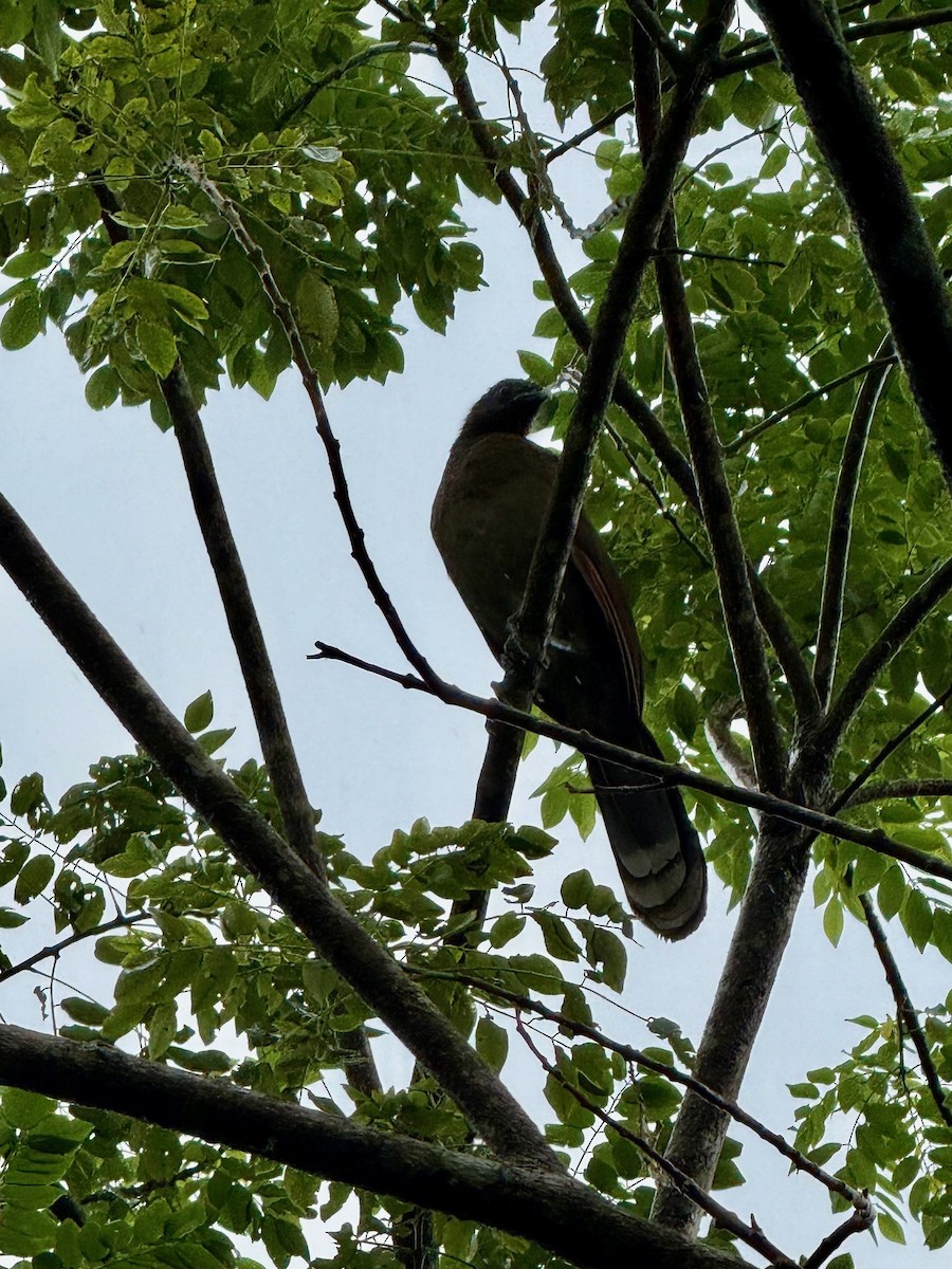 Gray-headed Chachalaca - ML641910465