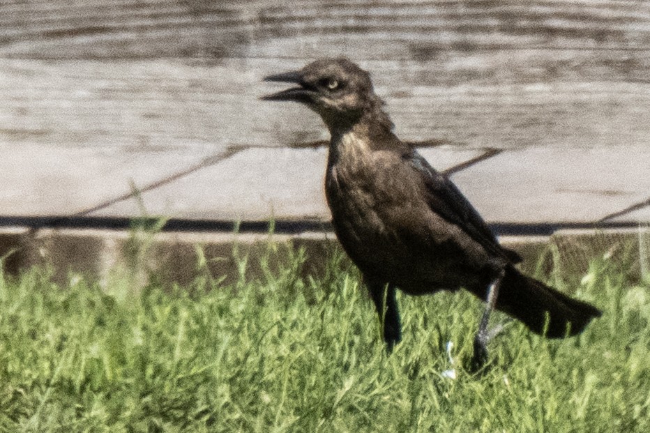 Great-tailed Grackle - ML641910470