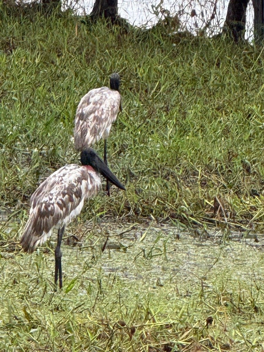 Jabiru - ML641910474