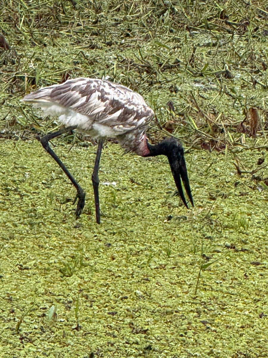Jabiru - ML641910475