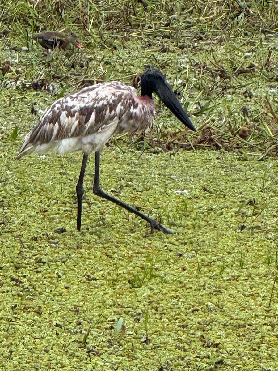 Jabiru - ML641910476