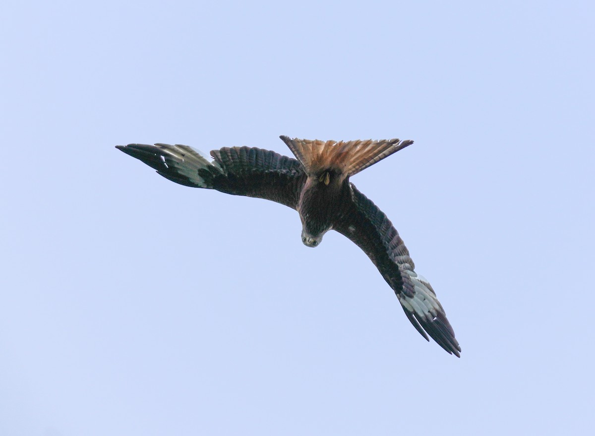 Red Kite - ML641910488