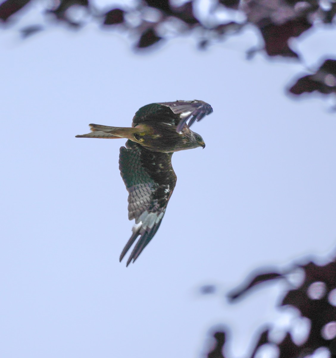 Red Kite - ML641910490